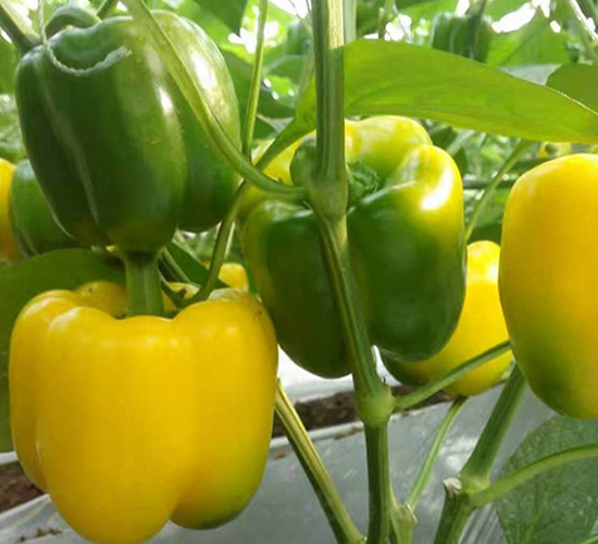 �R��-�𽷷N��-���N