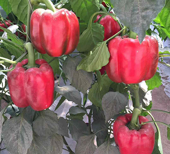 �o�A-�𽷷N��-���N