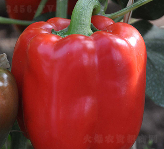 ِ��-�𽷷N��-���N