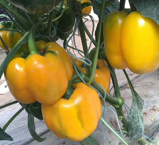 ����-�𽷷N��-���N