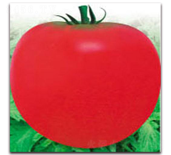 ����402����-���ѷN��-�z��