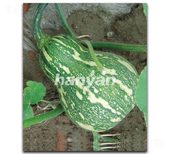 �h��һ̖(h��o)-�ϹϷN��-�h��