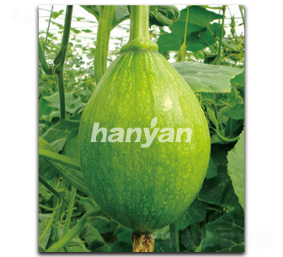 �h���̖-�ϹϷN��-�h��