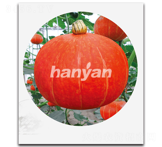 �h���t��-�ϹϷN��-�h��