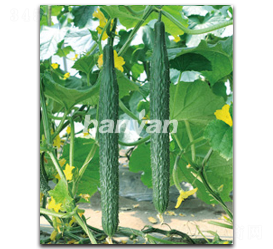 �h��10̖-�S�ϷN��-�h��