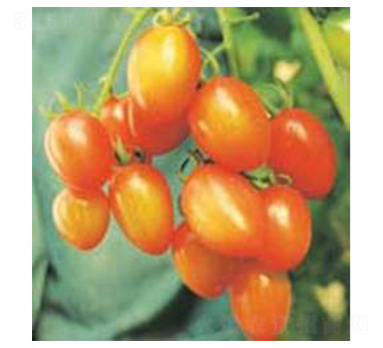 ���-���ѷN��-���N