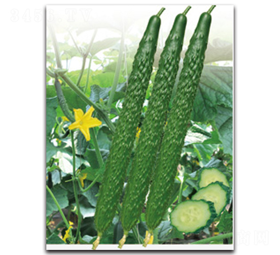 �h��12̖(h��o)-�S�ϷN��-�h��