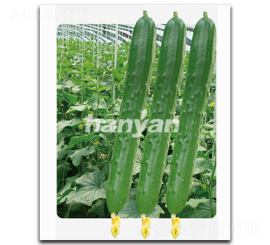 �h��һ̖(h��o)-�S�ϷN��-�h��