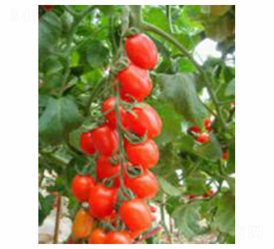 P99-���ѷN��-���N