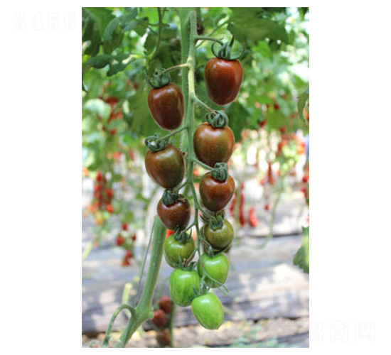 ��ͮ-���ѷN��-���N