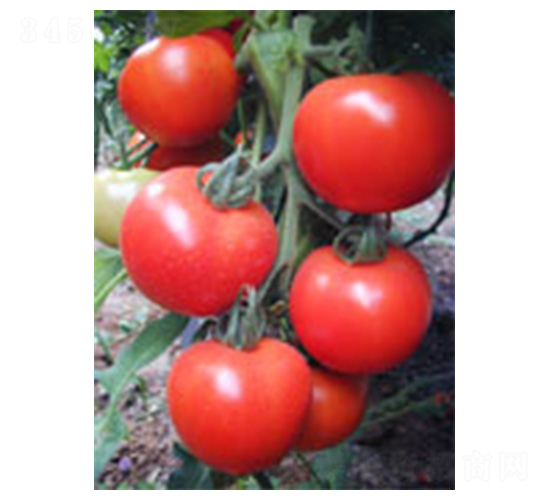 ����508-���ѷN��-���N