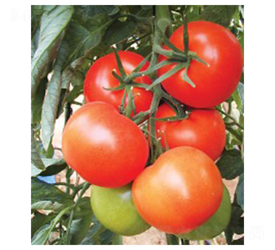 ����536-���ѷN��-���N