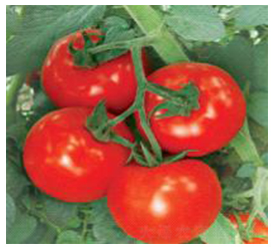 �h��-���ѷN��-���N