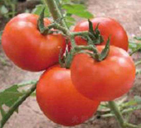 ����582-���ѷN��-���N