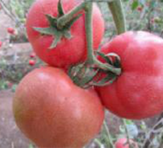 Խ��-���ѷN��-���N