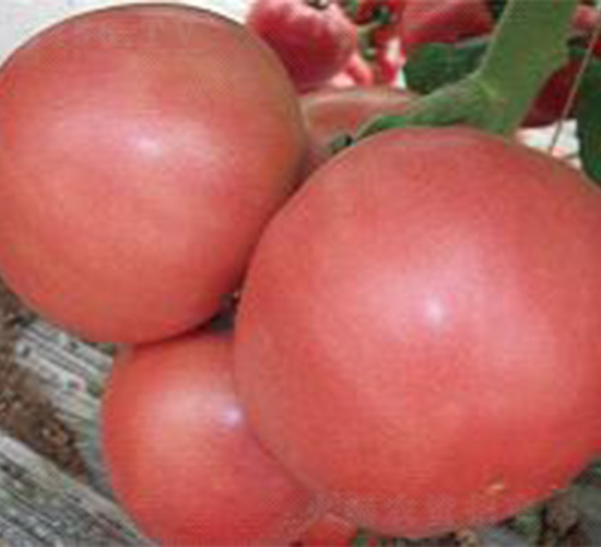 ͨï-���ѷN��-���N