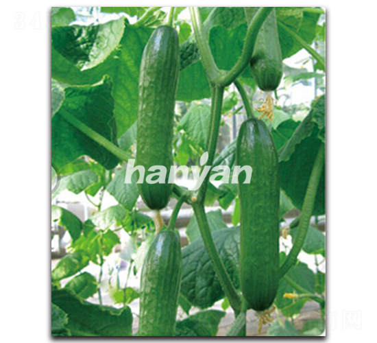 �h������2̖-�S�ϷN��-�h��