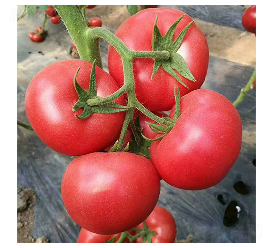 ���A-���ѷN��-���N