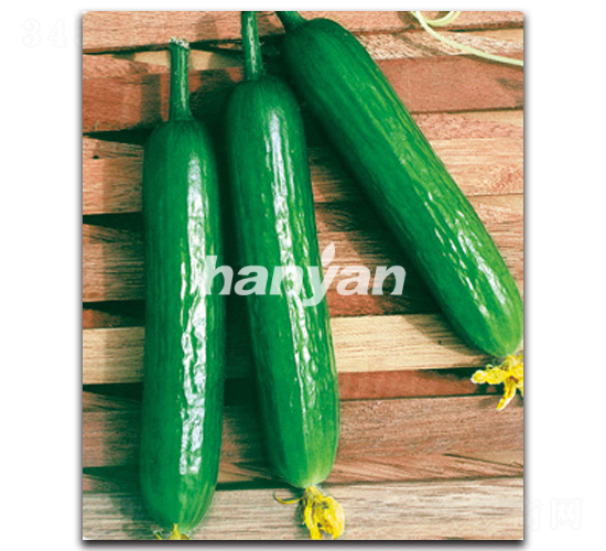 �h������5̖(h��o)-�S�ϷN��-�h��