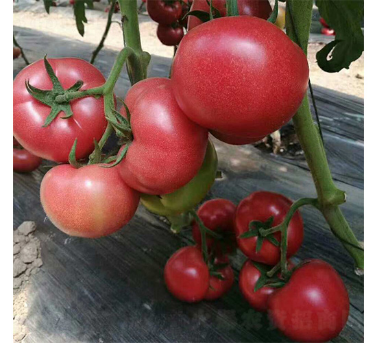 �R�ؠ�-���ѷN��-���N