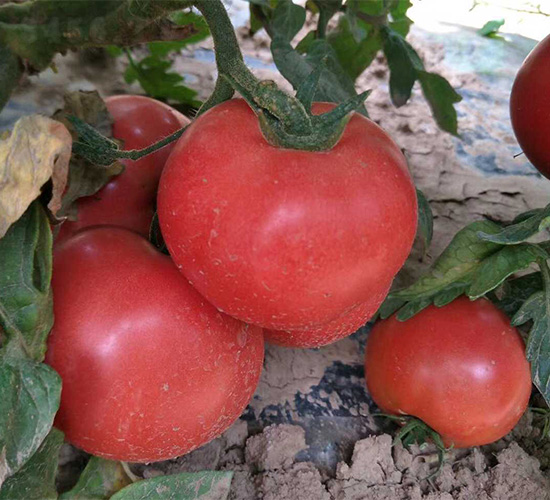 ����-���ѷN��-���N