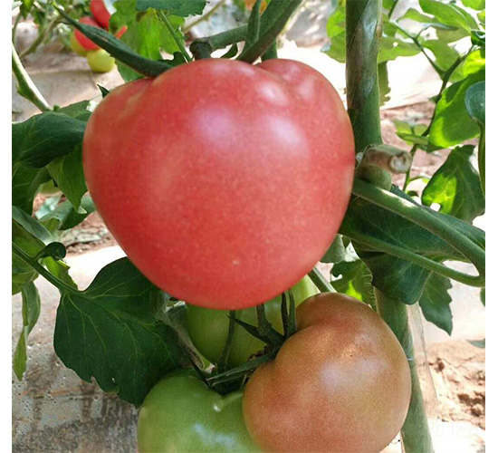 ����-���ѷN��-���N