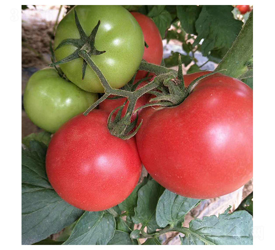 ����-���ѷN��-���N