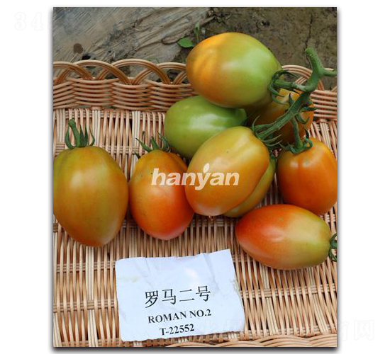 �_�R��̖-���ѷN��-�h��