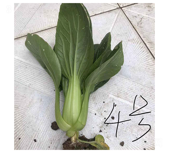 �h��-�๣�˷N��-���N