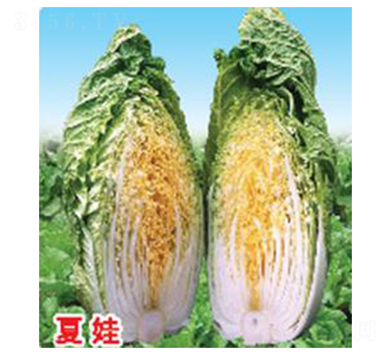 ����-�ײ˷N��-���N