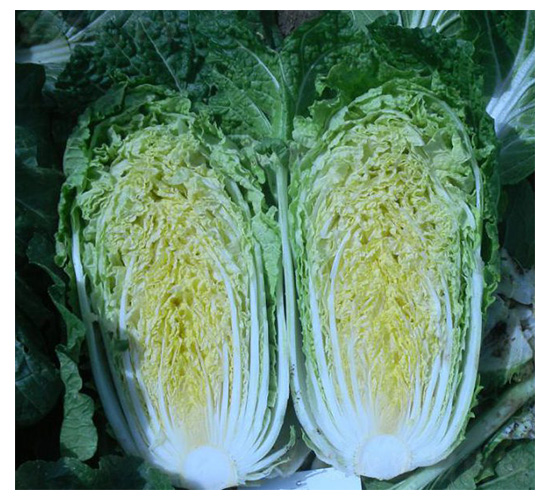 �������-�ײ˷N��-���N