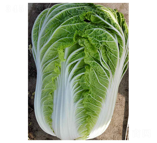 ȫ��5̖(h��o)-�ײ˷N��-���N