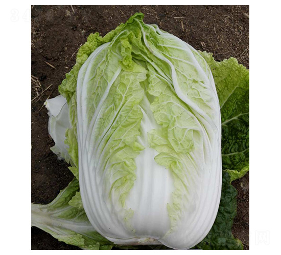 ���P-�ײ˷N��-���N