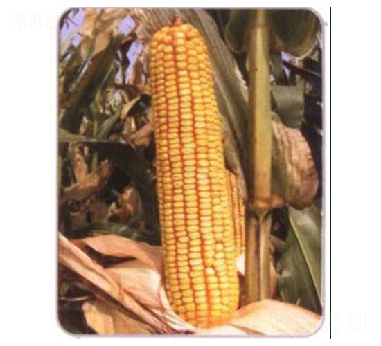 LZ03-���׷N��-���N