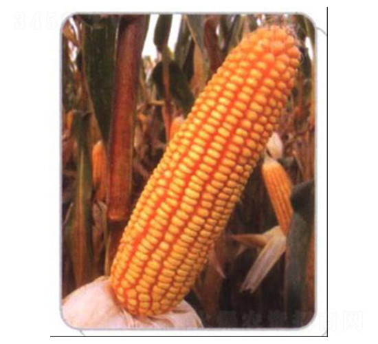 LZ08-���׷N��-���N