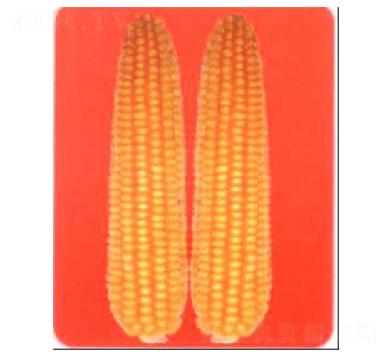 LZ9168-���׷N��-���N