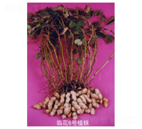 �R����̖-�����N��-���N