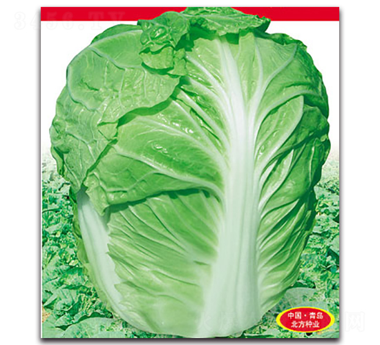 ����������-��ײ˷N��-�����N�I(y��)