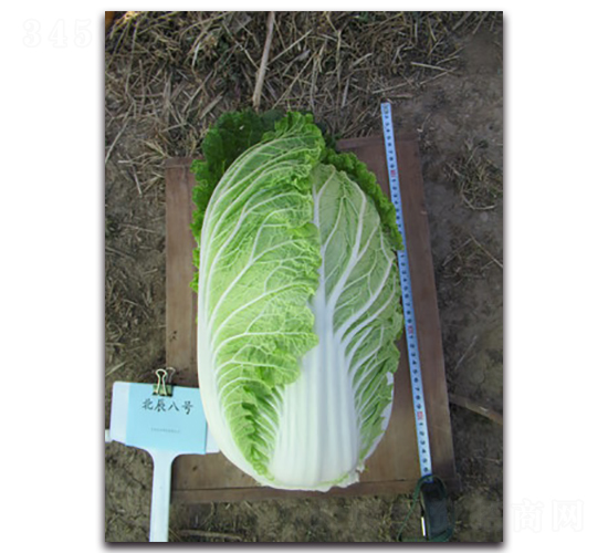 ������̖-��ײ˷N��-�����N�I(y��)