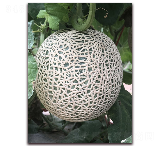 �P˹442-��ϷN��-�����r�I(y��)