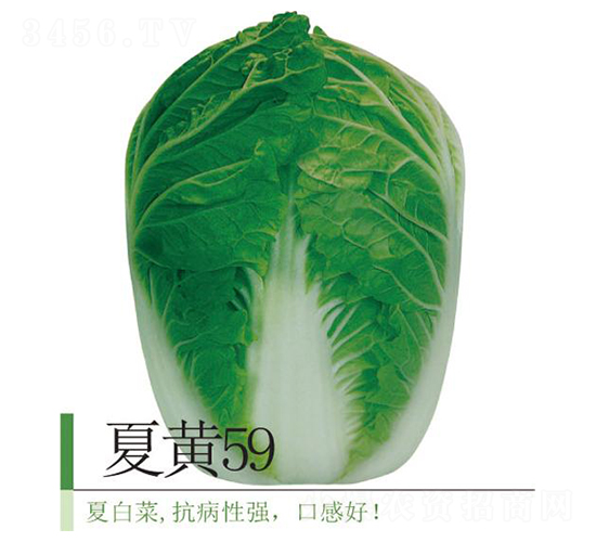 ���S59-�ײ˷N��-�����r�I(y��)