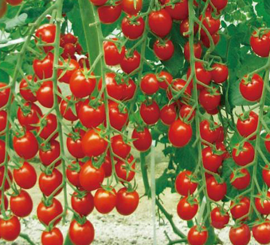 ����20-���ѷN��-�����r(n��ng)�I(y��)