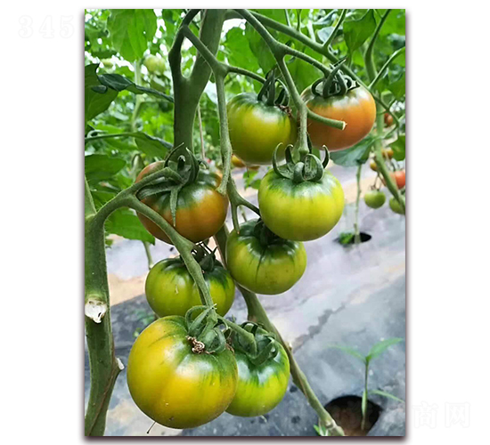 �t��TY-201-���ѷN��-�����r(n��ng)�I(y��)