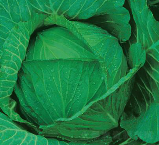 ������̖(h��o)-���{(l��n)�N��-�����r(n��ng)�I(y��)