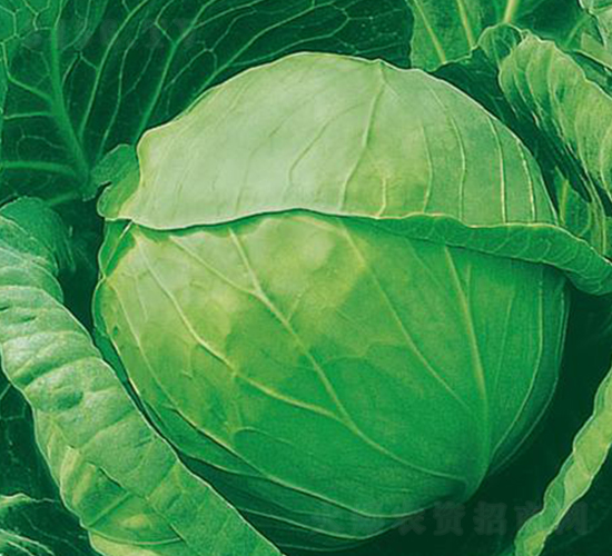 ���R-���{(l��n)�N��-�����r(n��ng)�I(y��)