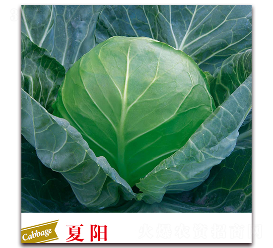 ���-���{(l��n)�N��-����