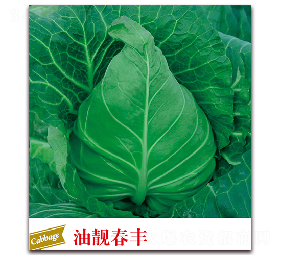 ���n���S-���{(l��n)�N��-����