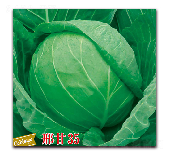 �ϸ�35-���{(l��n)�N��-����