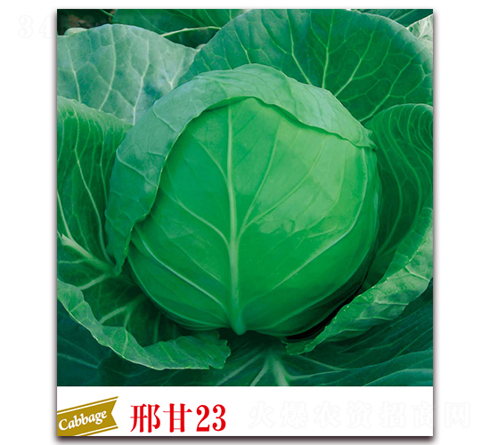 �ϸ�23-���{(l��n)�N��-����