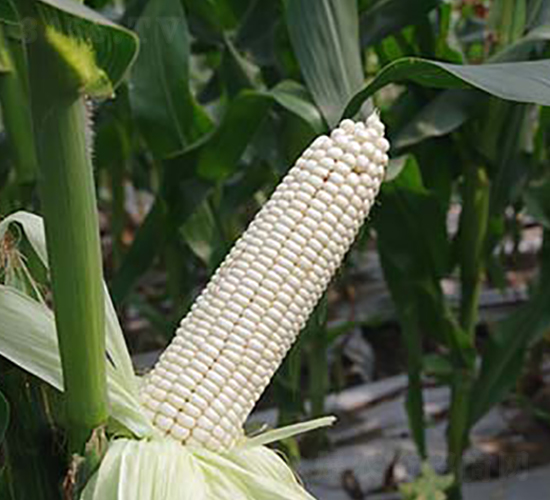 �L(zh��ng)��108Ŵ���ף��ظ��ͣ�-Ŵ���׷N��-����r(n��ng)�I(y��)